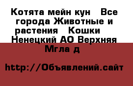 Котята мейн кун - Все города Животные и растения » Кошки   . Ненецкий АО,Верхняя Мгла д.